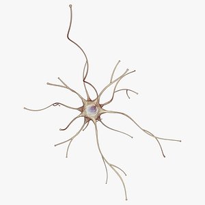 neuron cell animation ready 3d model