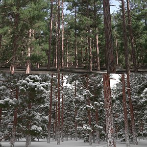 10 Pinus Sylvestris Trees with snow