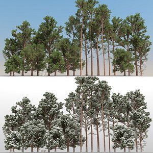 Pine Trees 60 3d Model