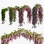 Arbre glycine 09