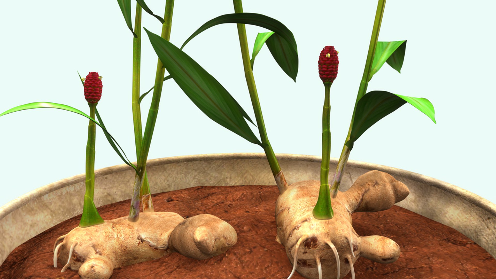 3d model of zingiber https://p.turbosquid.com/ts-thumb/gi/wSrjkT/H4IRufHK/b0278zingiber_closeup.0001/jpg/1477045951/1920x1080/fit_q87/eb8744af0115771febb0b6779bccb3dda2822a63/b0278zingiber_closeup.0001.jpg