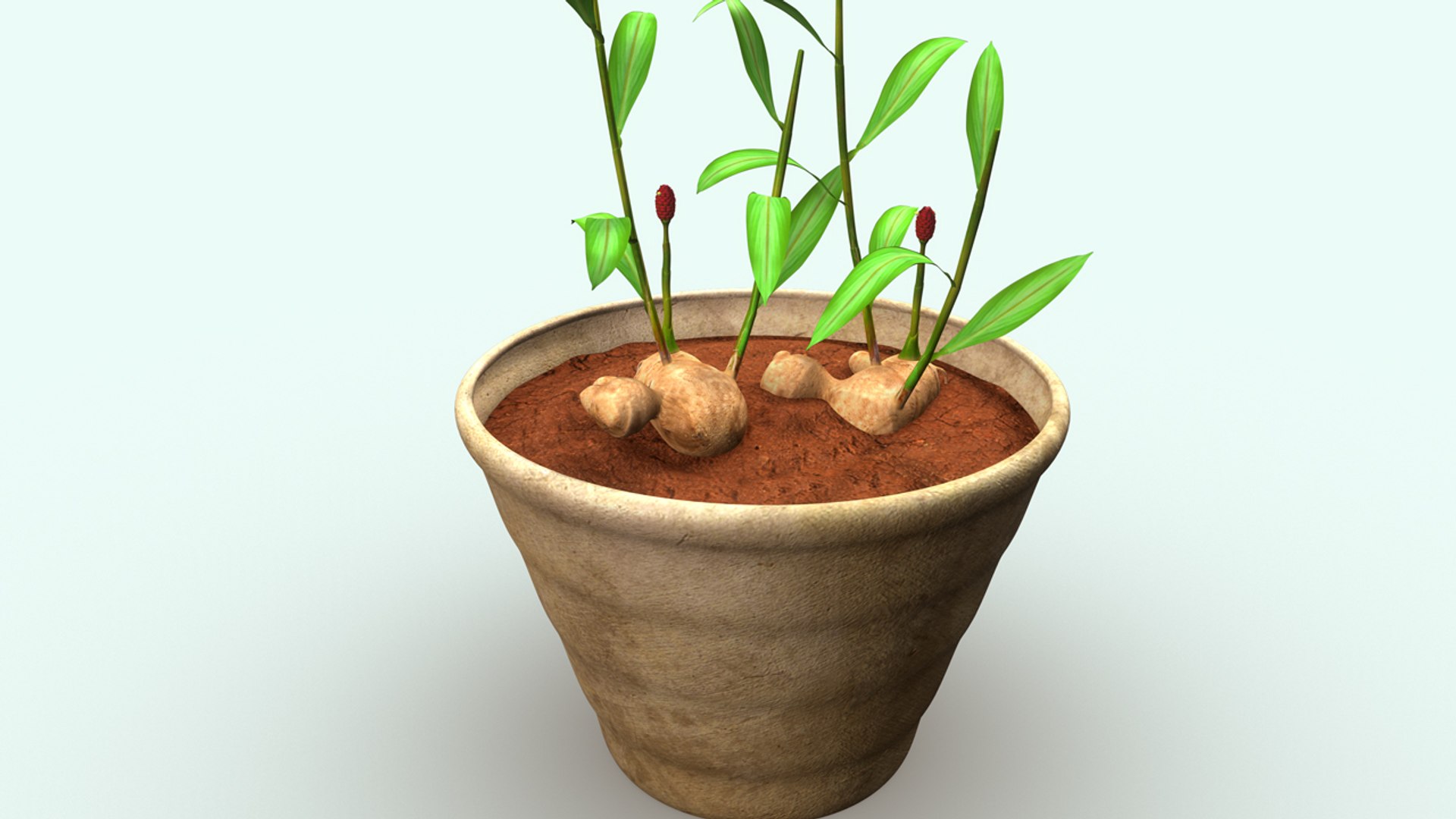 3d model of zingiber https://p.turbosquid.com/ts-thumb/gi/wSrjkT/NmPILHRT/b0278zingiber_back.0001/jpg/1477045951/1920x1080/fit_q87/a40e434816e1d833575bb977d64c56322a9fee83/b0278zingiber_back.0001.jpg