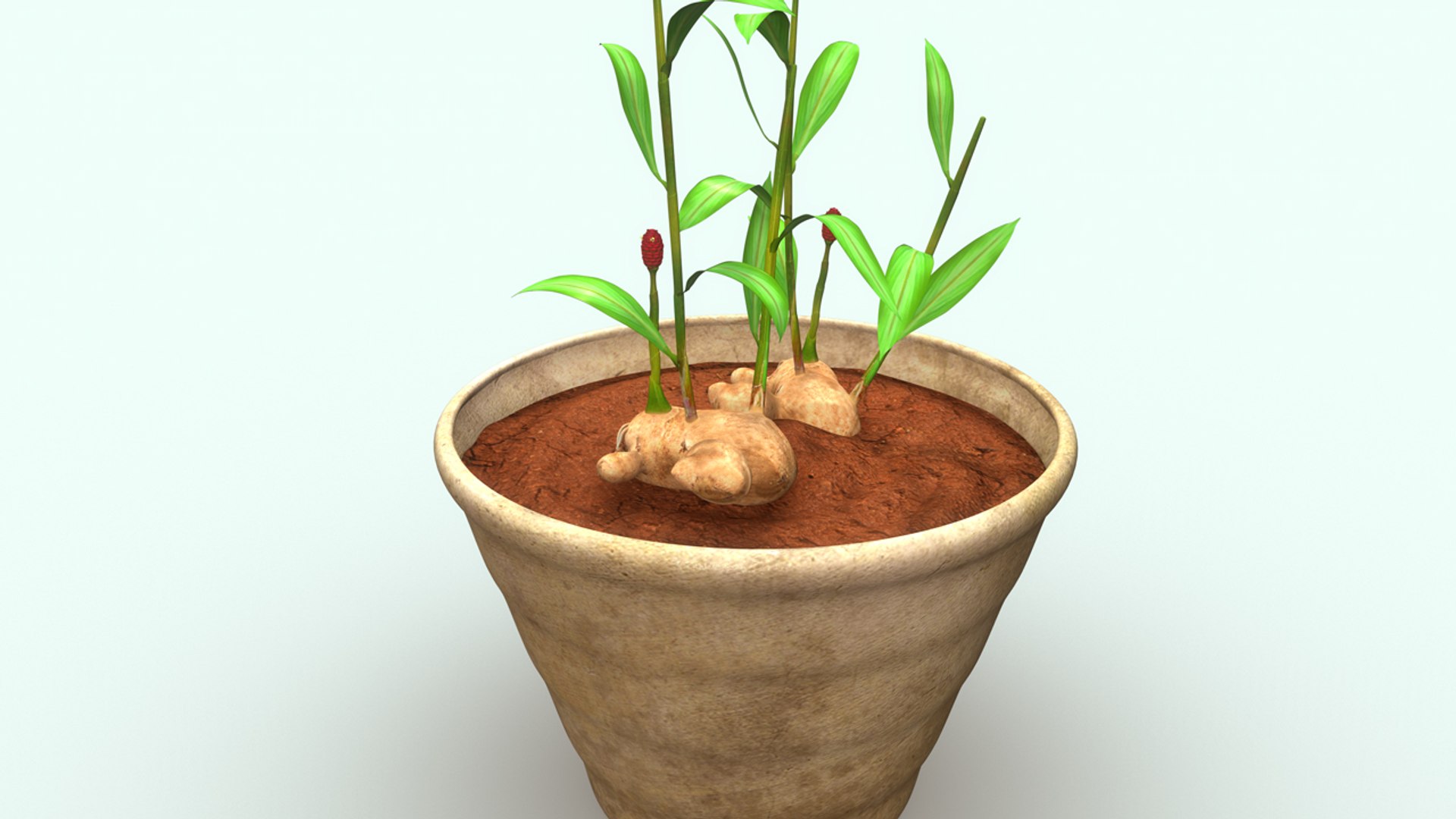 3d model of zingiber https://p.turbosquid.com/ts-thumb/gi/wSrjkT/OVGUPu4r/b0278zingiber_aerial.0001/jpg/1477045951/1920x1080/fit_q87/3507b0bb71d29d294f305e0d59f2397475d3d612/b0278zingiber_aerial.0001.jpg