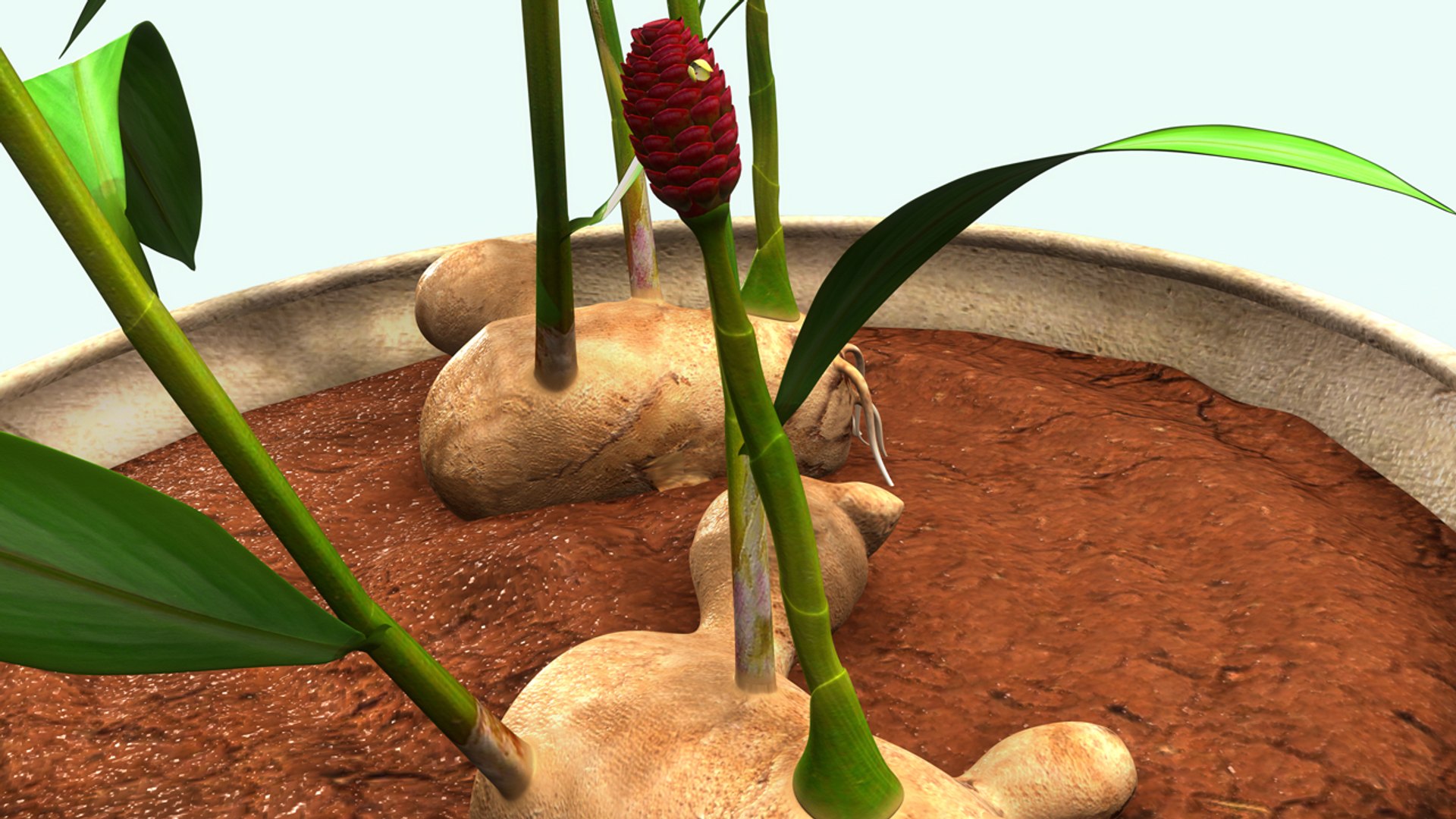 3d model of zingiber https://p.turbosquid.com/ts-thumb/gi/wSrjkT/oOuslGBv/b0278zingiber_front.0001/jpg/1477045951/1920x1080/fit_q87/30155c0405d4dbe21ddd3a2ffd989a7a0beec8e5/b0278zingiber_front.0001.jpg