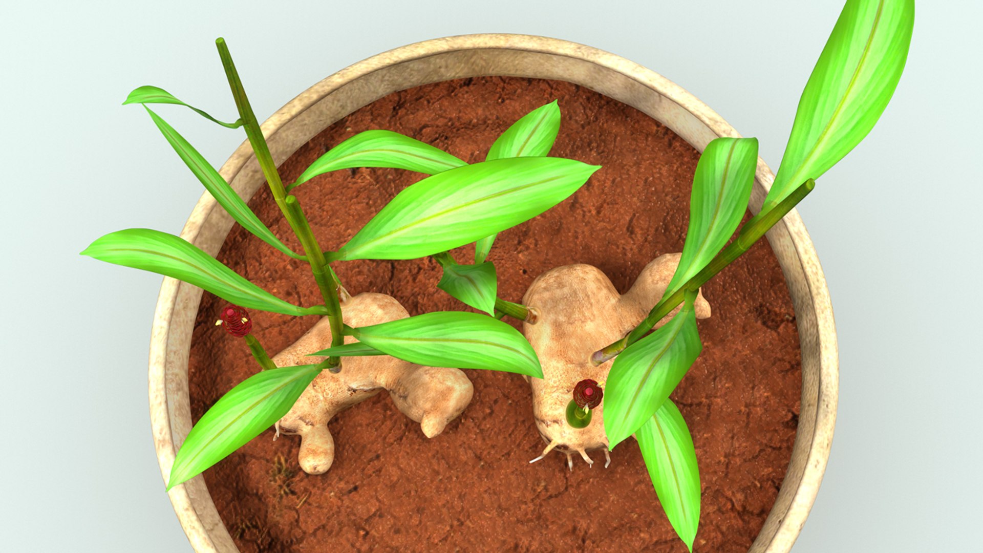 3d model of zingiber https://p.turbosquid.com/ts-thumb/gi/wSrjkT/r3tqVUh1/b0278zingiber_top.0001/jpg/1477045951/1920x1080/fit_q87/d7f2e4848d48a1032eb1c3d73142215e5ceb46b2/b0278zingiber_top.0001.jpg