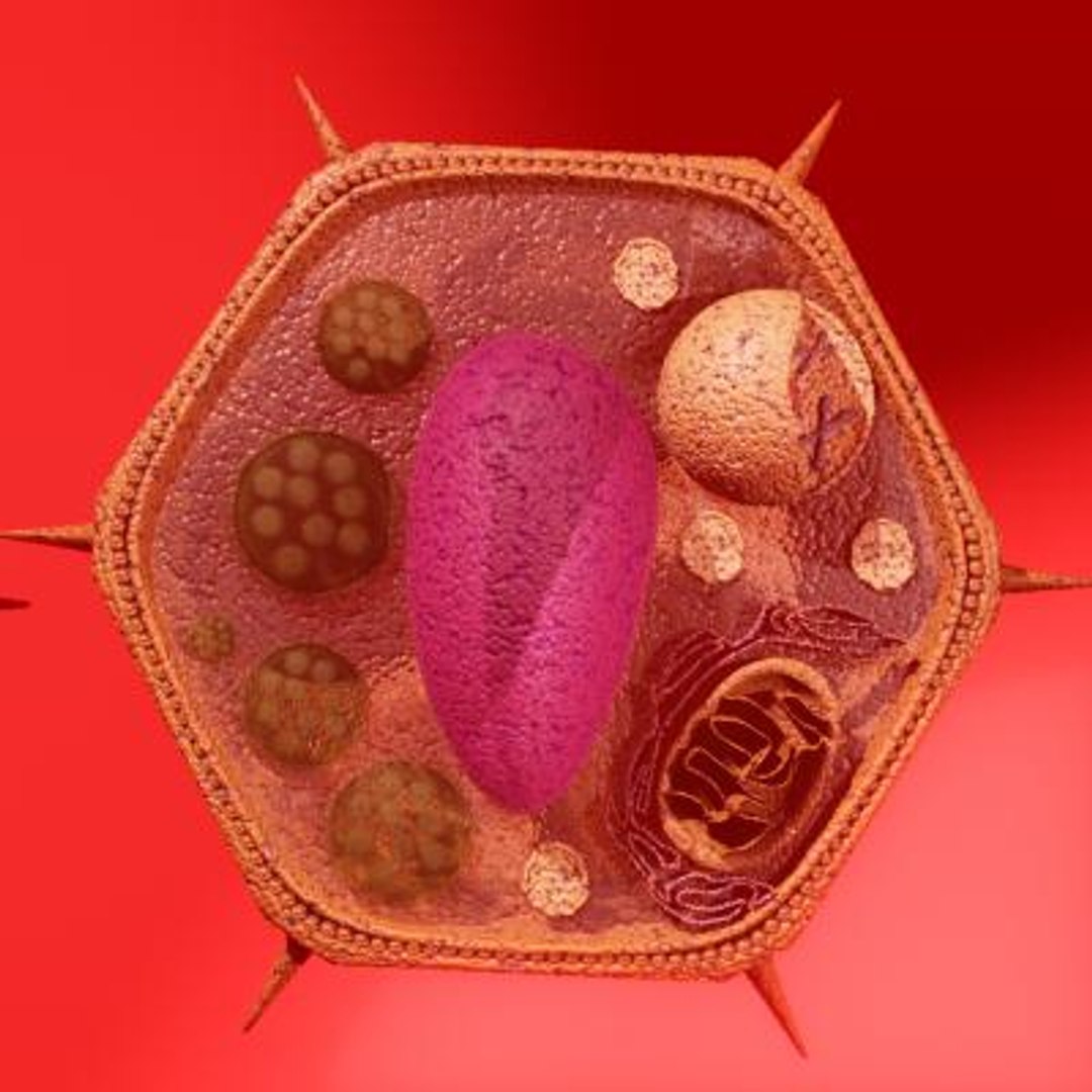 10 micro scenes 3d model https://p.turbosquid.com/ts-thumb/gj/2TqO4p/aLiY55pp/plantcellanatomy5/jpg/1281554892/1920x1080/fit_q87/471f482c1f70301b423d612080cf2ada018c3dc1/plantcellanatomy5.jpg