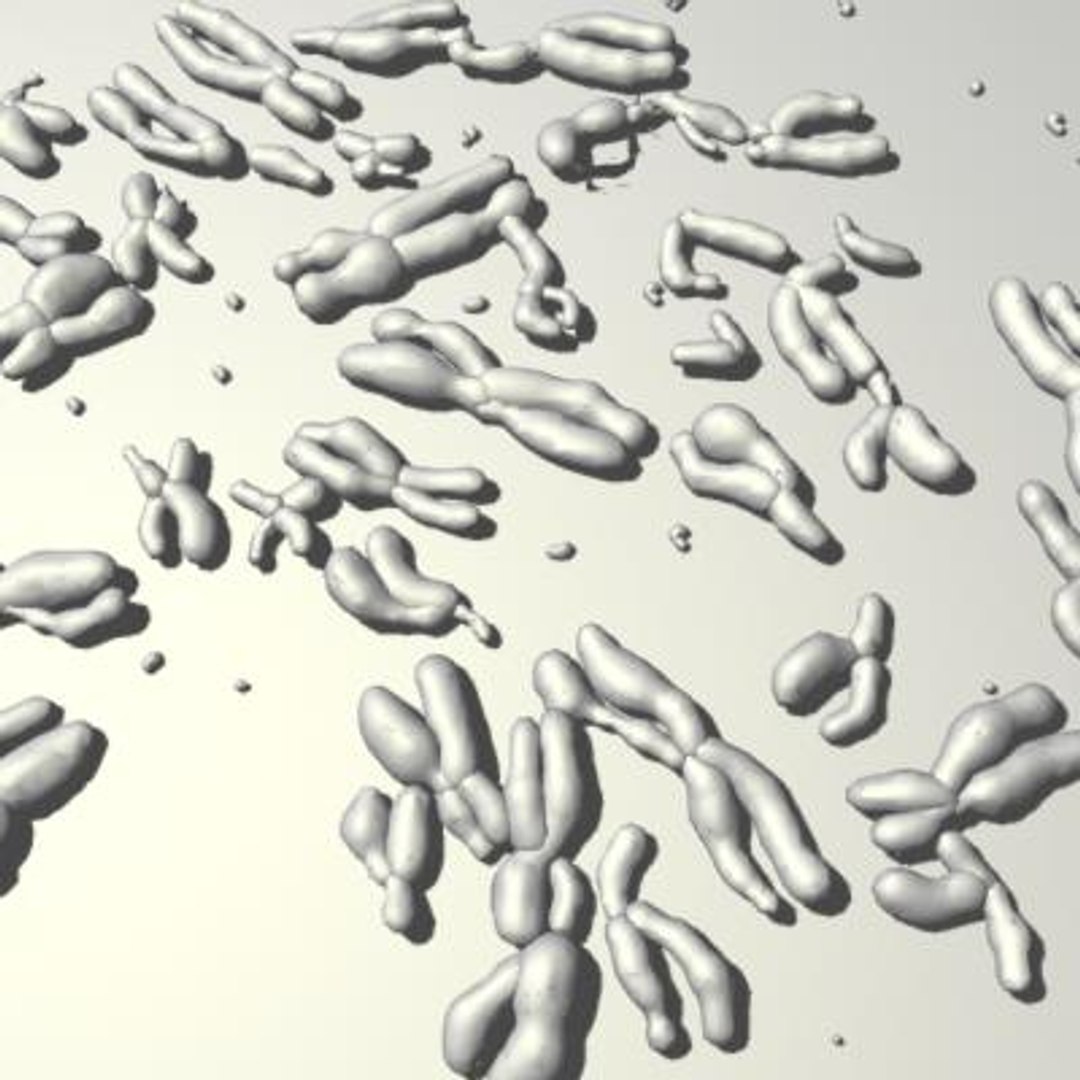 10 micro scenes 3d model https://p.turbosquid.com/ts-thumb/gj/2TqO4p/d1F2OOmd/chromosomes3/jpg/1281554783/1920x1080/fit_q87/6991928fbc5b22d530674f196bca1d83bf1d2bb0/chromosomes3.jpg