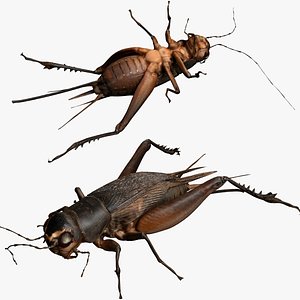 cricket