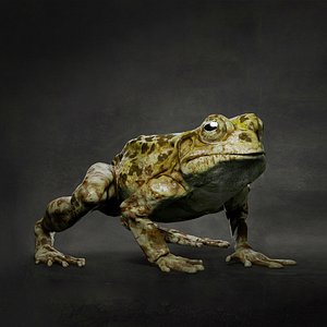 animal frog 3D