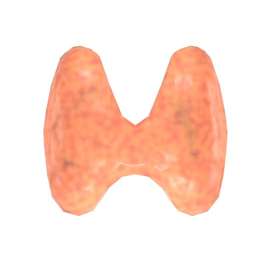 3D THYROID Model - TurboSquid 2109491