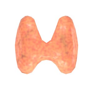 3d Thyroid Models 