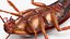 3D Animated Cockroach with Bait Collection for Cinema 4D model
