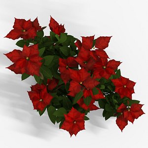 Poinsettia Christmas Flower 3D model