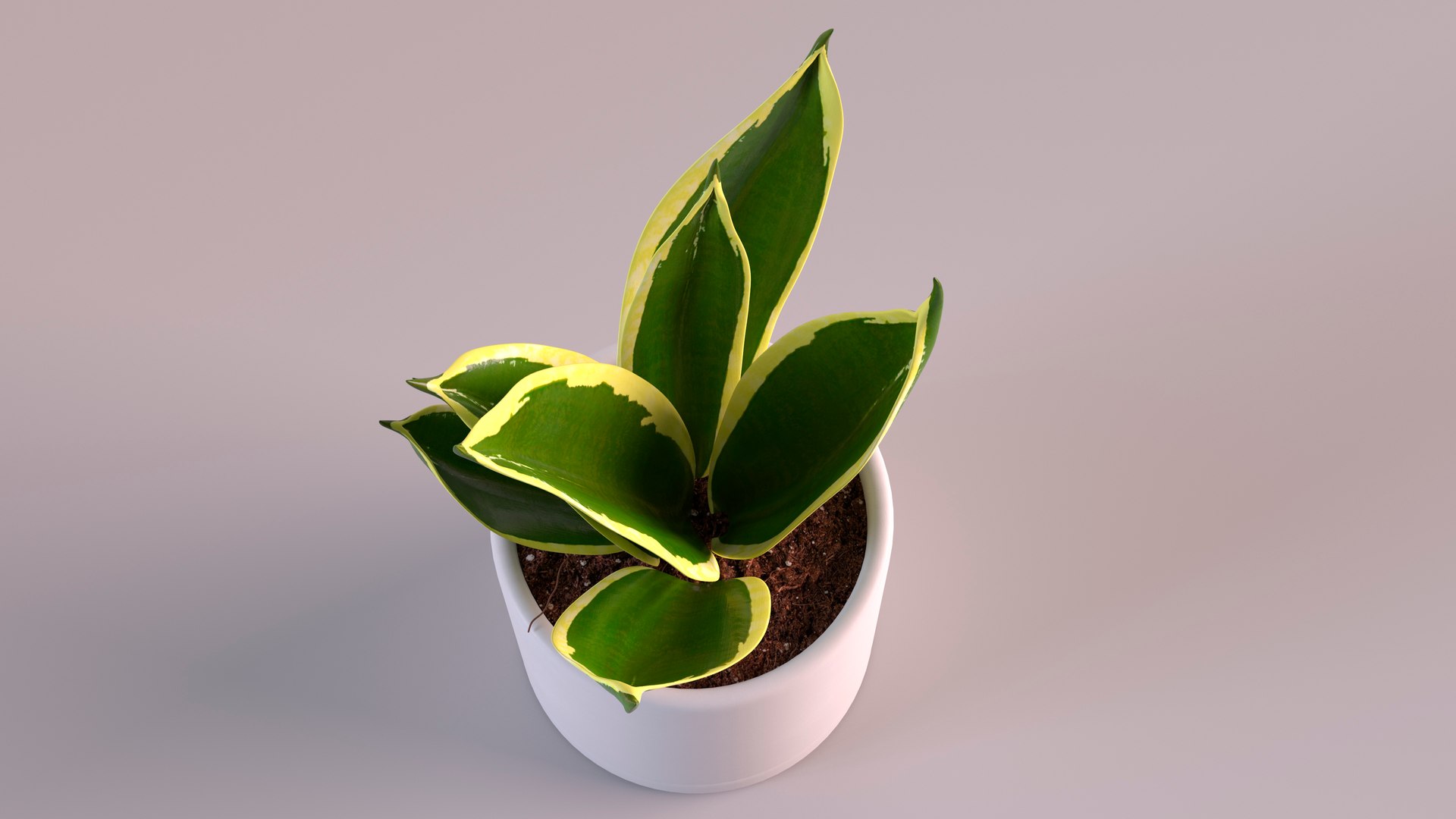3D Vipers Bowstring Hemp Plant model https://p.turbosquid.com/ts-thumb/gj/HKoBWZ/2K/vipersbowstringhempplantmb3dmodel006/jpg/1693499267/1920x1080/fit_q87/3216b91d1b772f762909935cba2c1820a5b6cf71/vipersbowstringhempplantmb3dmodel006.jpg
