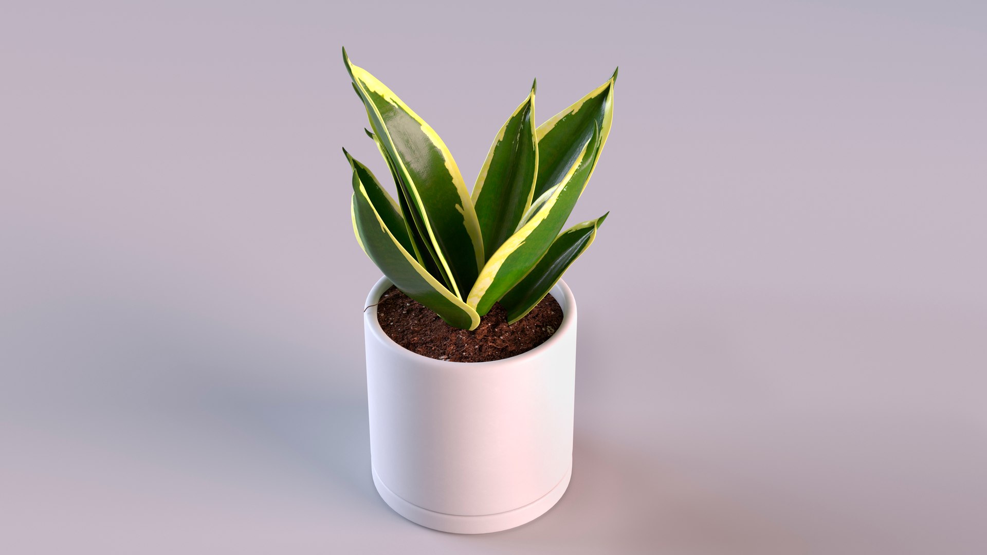 3D Vipers Bowstring Hemp Plant model https://p.turbosquid.com/ts-thumb/gj/HKoBWZ/Ao/vipersbowstringhempplantmb3dmodel004/jpg/1693499262/1920x1080/fit_q87/ed59bf1ffc1974a77928f5614fb6b086aa2881b6/vipersbowstringhempplantmb3dmodel004.jpg