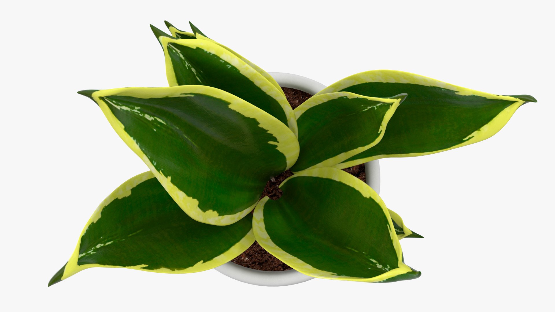3D Vipers Bowstring Hemp Plant model https://p.turbosquid.com/ts-thumb/gj/HKoBWZ/Ex/vipersbowstringhempplantmb3dmodel015/jpg/1693499293/1920x1080/fit_q87/617f1c8d82dfea0236a9e70845df7b44322303b3/vipersbowstringhempplantmb3dmodel015.jpg