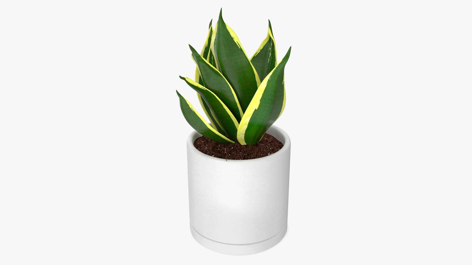 Vipers Bowstring Hemp Plant 3D model preview
