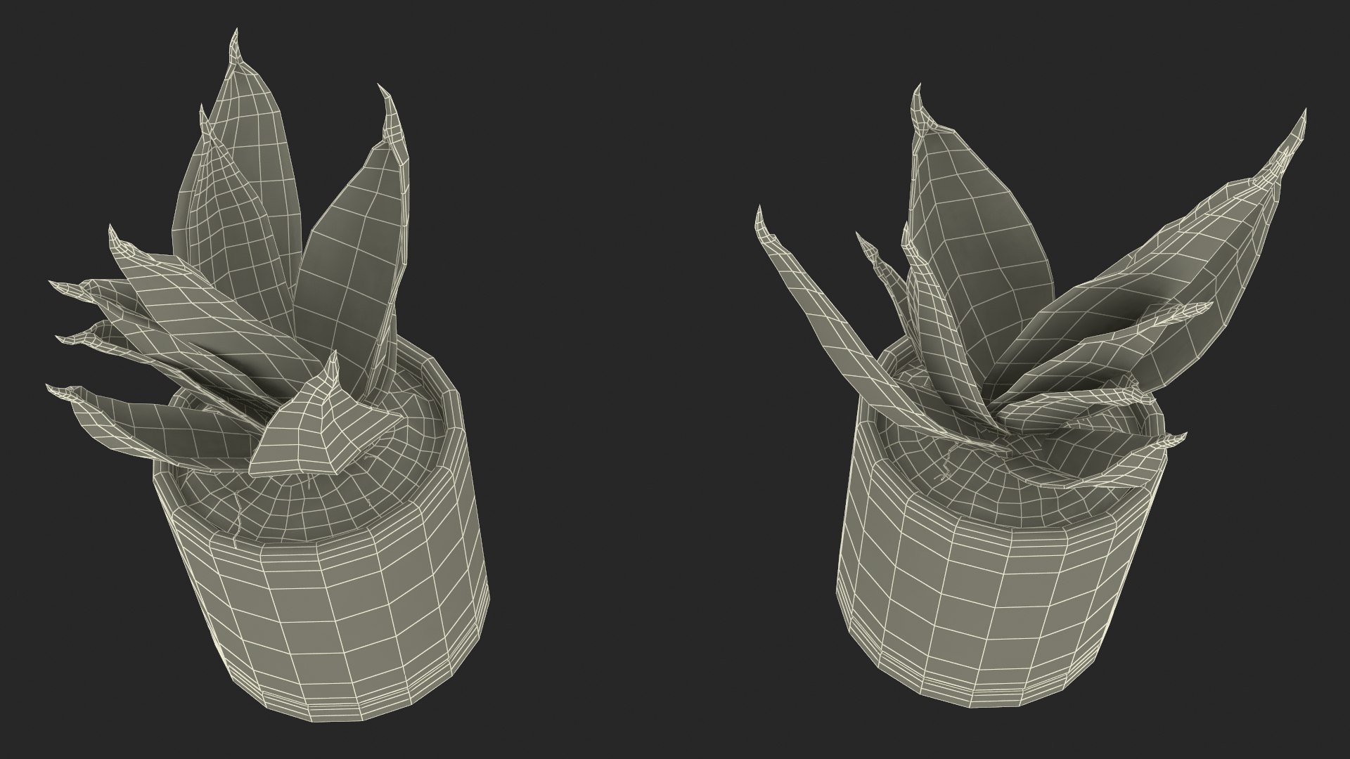 3D Vipers Bowstring Hemp Plant model https://p.turbosquid.com/ts-thumb/gj/HKoBWZ/jy/vipersbowstringhempplantmb3dmodel034/jpg/1693499369/1920x1080/fit_q87/e97784c5f018ab4a6b3a9ce817231e45e01d7b05/vipersbowstringhempplantmb3dmodel034.jpg