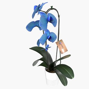 3D Blue Orchid