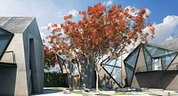 Delonix regia