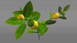 Citrus