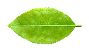 tea tree leaf 3D