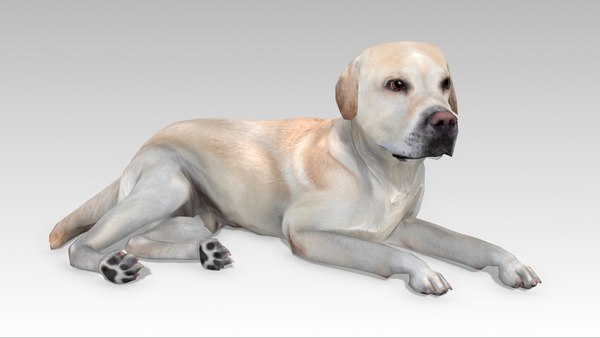 modelo 3d Labrador - TurboSquid 2037610