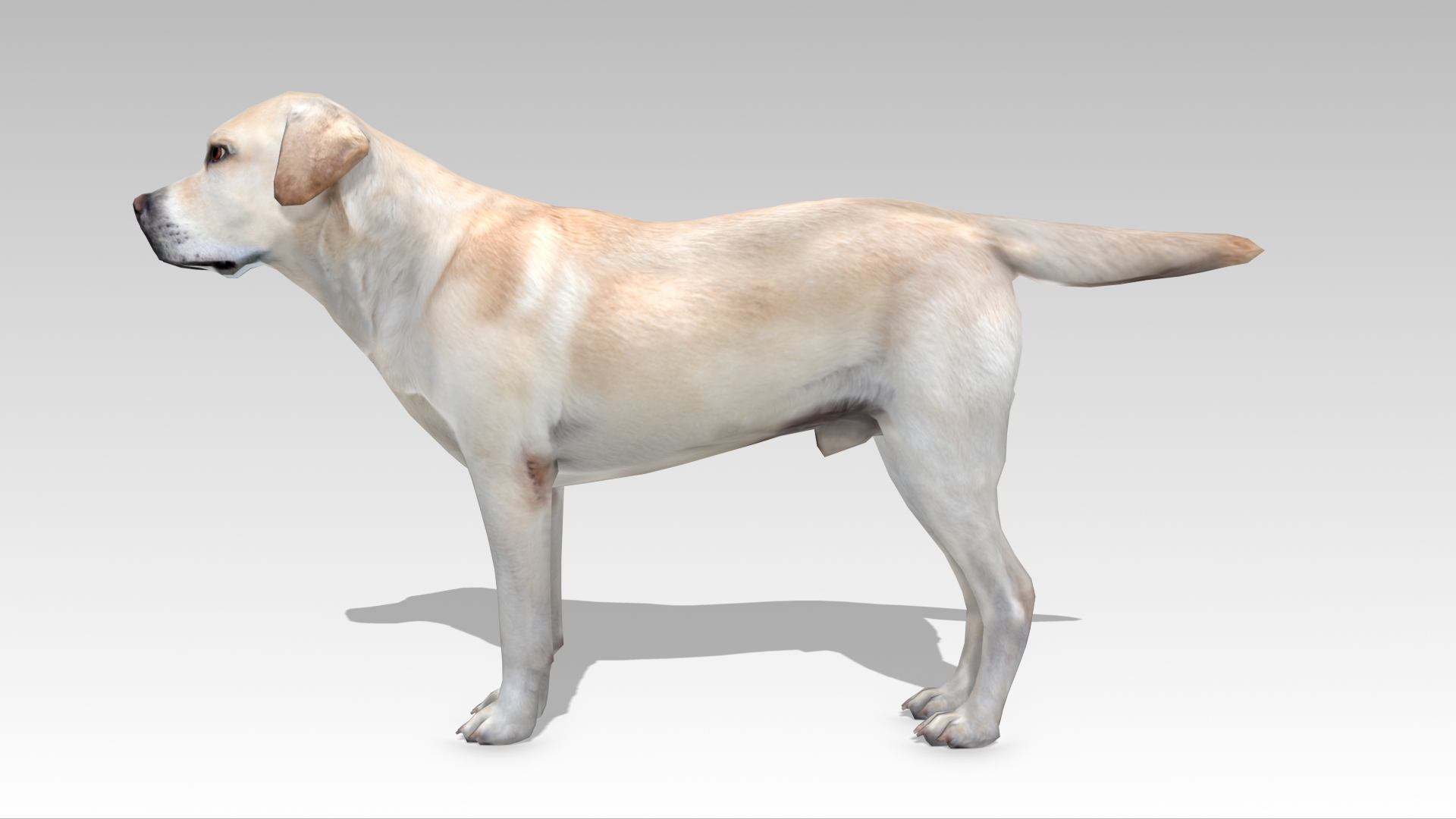 3D Model Labrador - TurboSquid 2037610