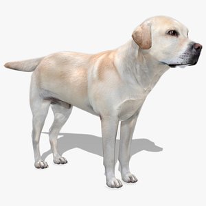 3D model Labrador