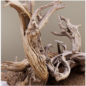 3D model Dry Root