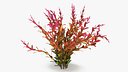 Rotala Aquatic Plant Orange