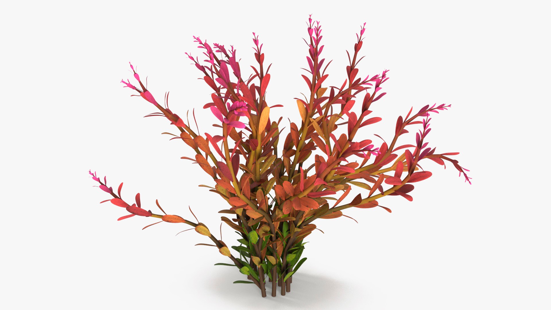 Aquarium Essentials Collection 3D model https://p.turbosquid.com/ts-thumb/gj/sovHOu/eM/rotalaaquaticplantorangec4dmodel002/jpg/1777434163/1920x1080/fit_q87/236cfcb259a63252778714b1a0750bc395be180b/rotalaaquaticplantorangec4dmodel002.jpg
