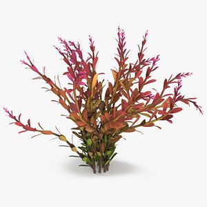 Rotala Aquatic Plant Orange