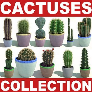 c4d cactuses cactus