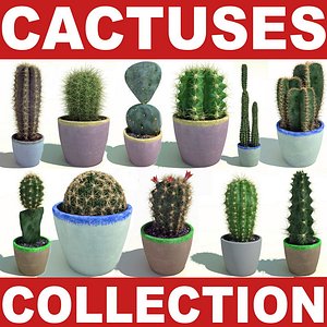 Cactuses collection