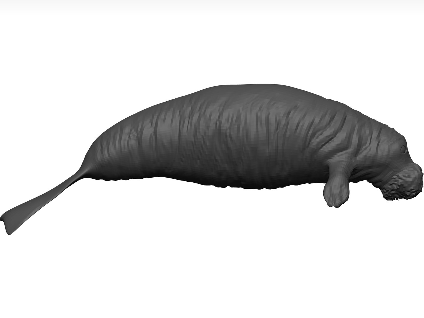 Manatee Stl Model - TurboSquid 1774264