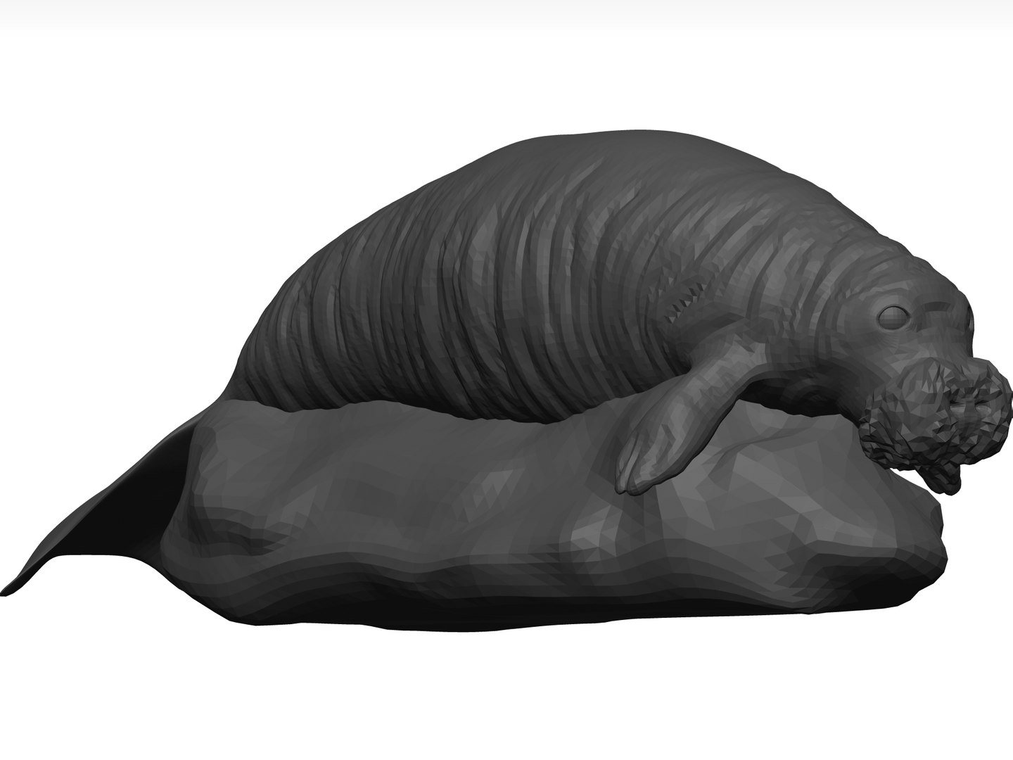 Manatee Stl Model - TurboSquid 1774264