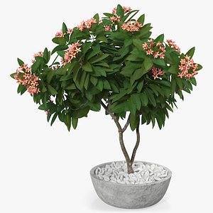 flower pot plumeria pink model