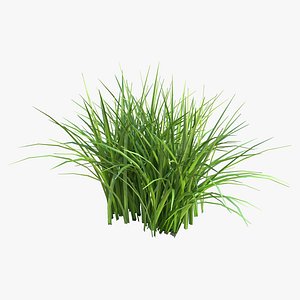 Grass