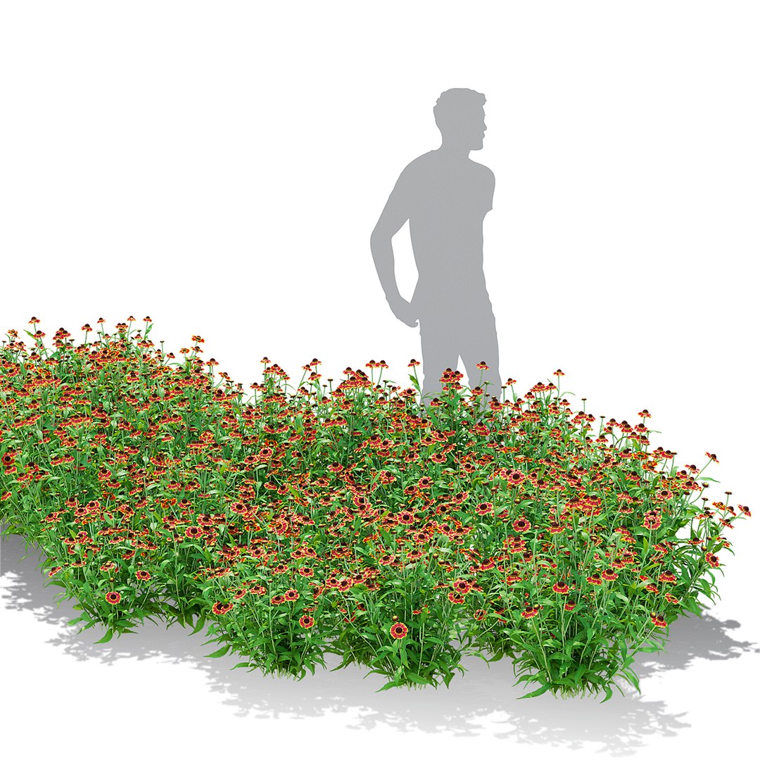 3D Helenium Hybride 2 Model - TurboSquid 1994116