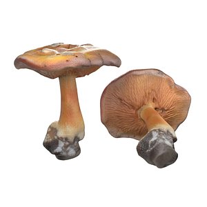 3D model Mushroom 4