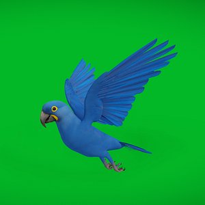 Hyacinth Macaw Parrot