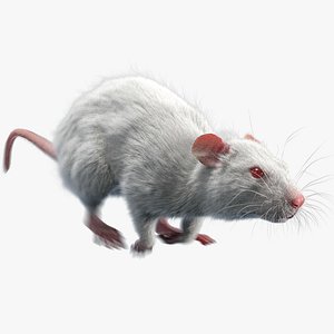 rat fur animations 3D model