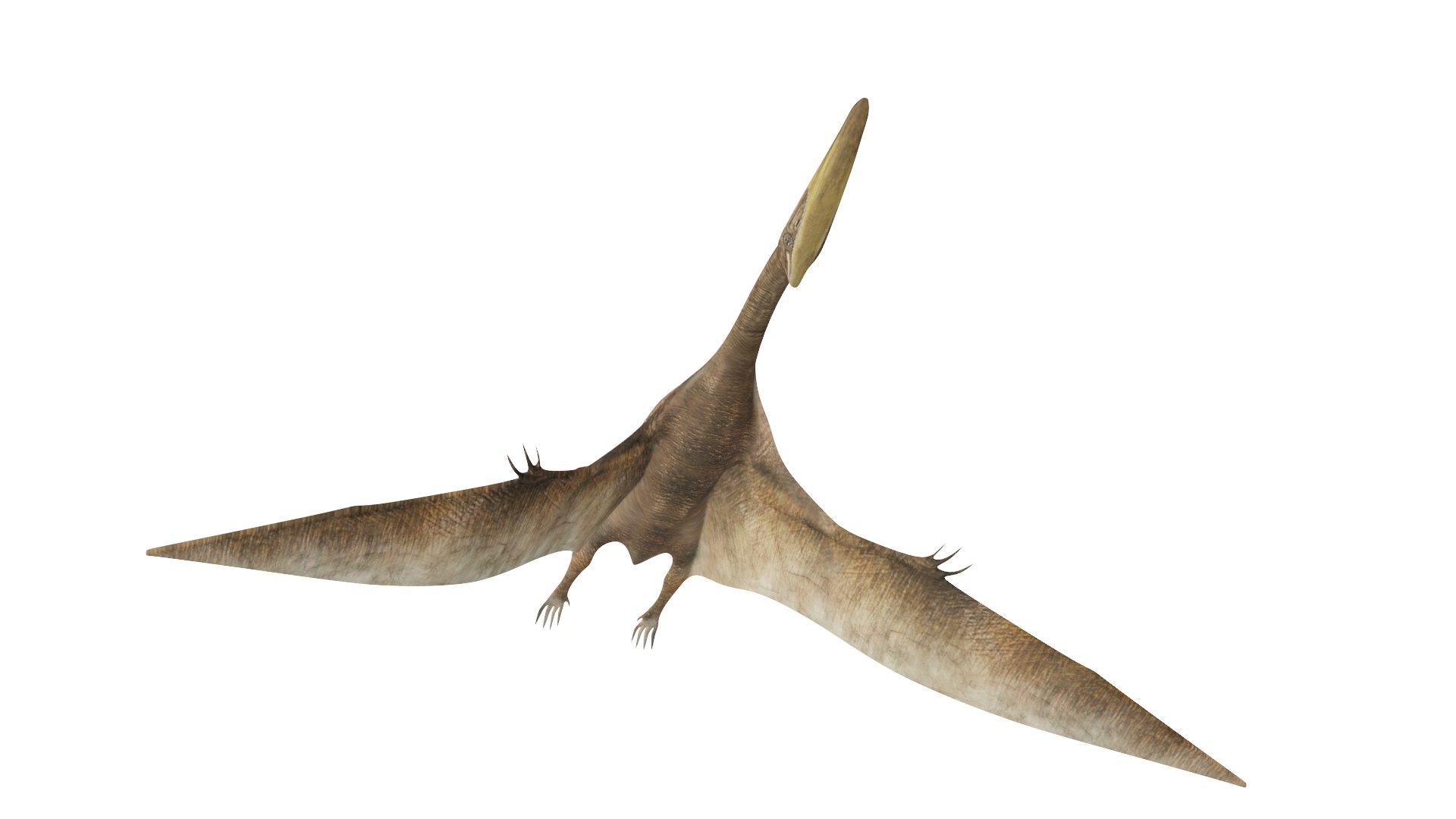 3D Quetzalcoatlus Model - TurboSquid 1881865