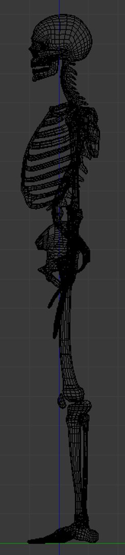 3D Model Skeleton Rigged - TurboSquid 1390290