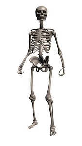 3D model skeleton rigged