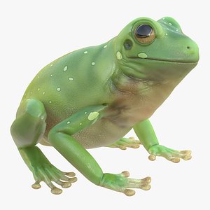 3d model australian green tree frog
