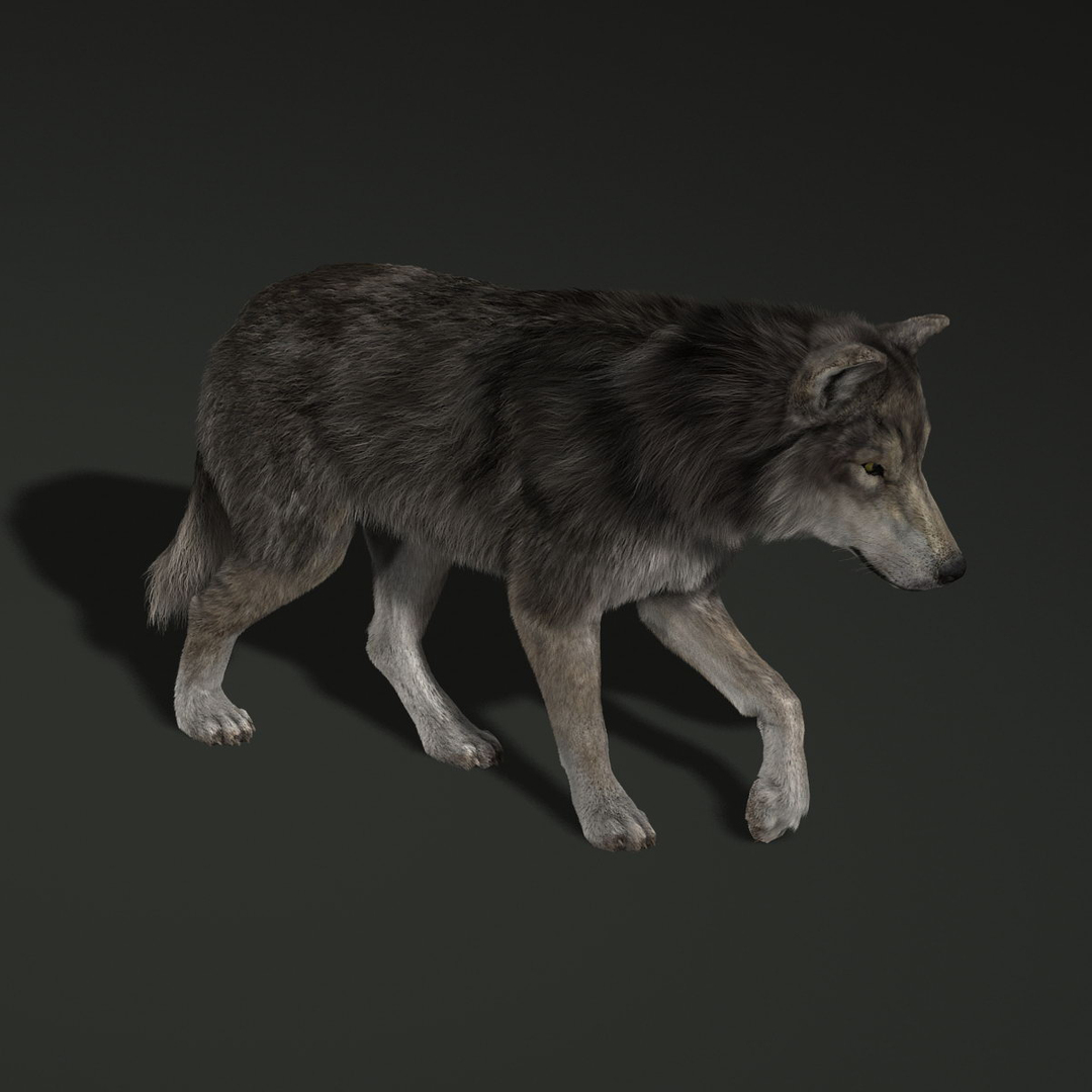 wolf fur animations 2 3d model https://p.turbosquid.com/ts-thumb/gl/0UhKOT/gumYignU/turn/jpg/1337263670/1920x1080/turn_fit_q99/16c3993e756d3396b94410629ce6cef3aae58cb9/turn-1.jpg