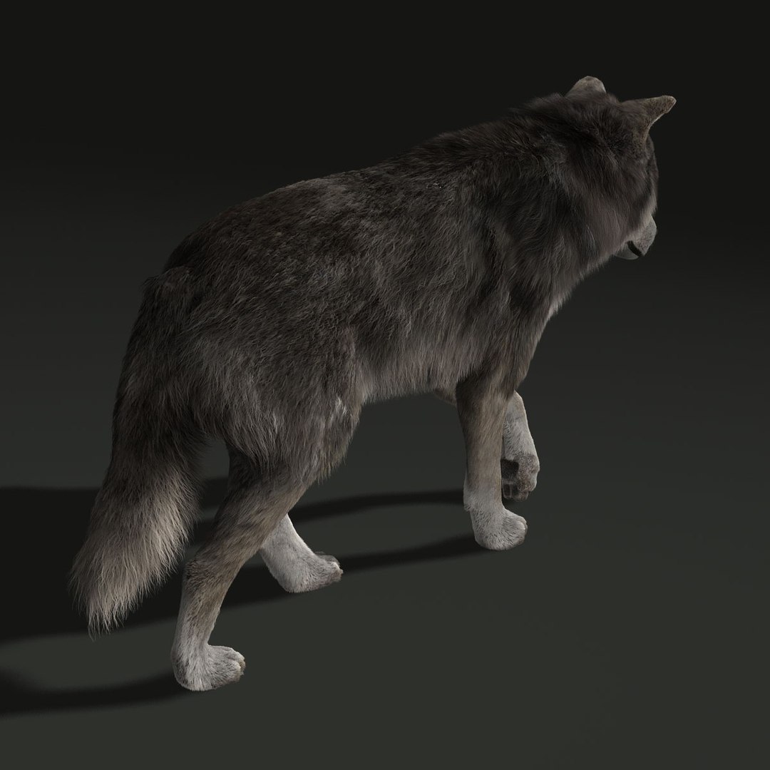 wolf fur animations 2 3d model https://p.turbosquid.com/ts-thumb/gl/0UhKOT/lhpWnARv/6/jpg/1337242278/1920x1080/fit_q87/5718253191080fc4bd949fc36fa4066bc9402c49/6.jpg