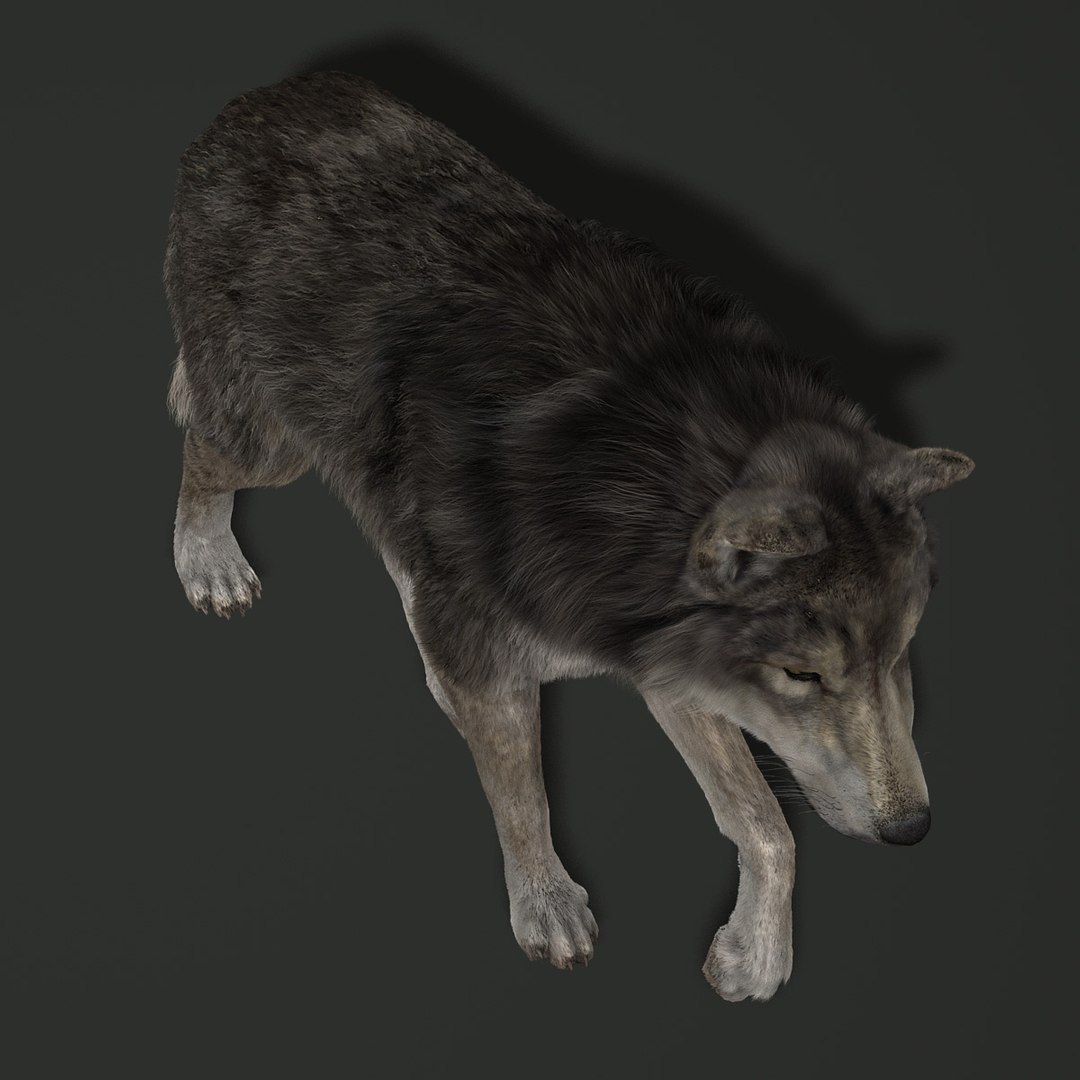 wolf fur animations 2 3d model https://p.turbosquid.com/ts-thumb/gl/0UhKOT/ygWsxcSg/9/jpg/1337246136/1920x1080/fit_q87/71f194b9c5ba53c7ef71f9889f055f2540ab0e56/9.jpg